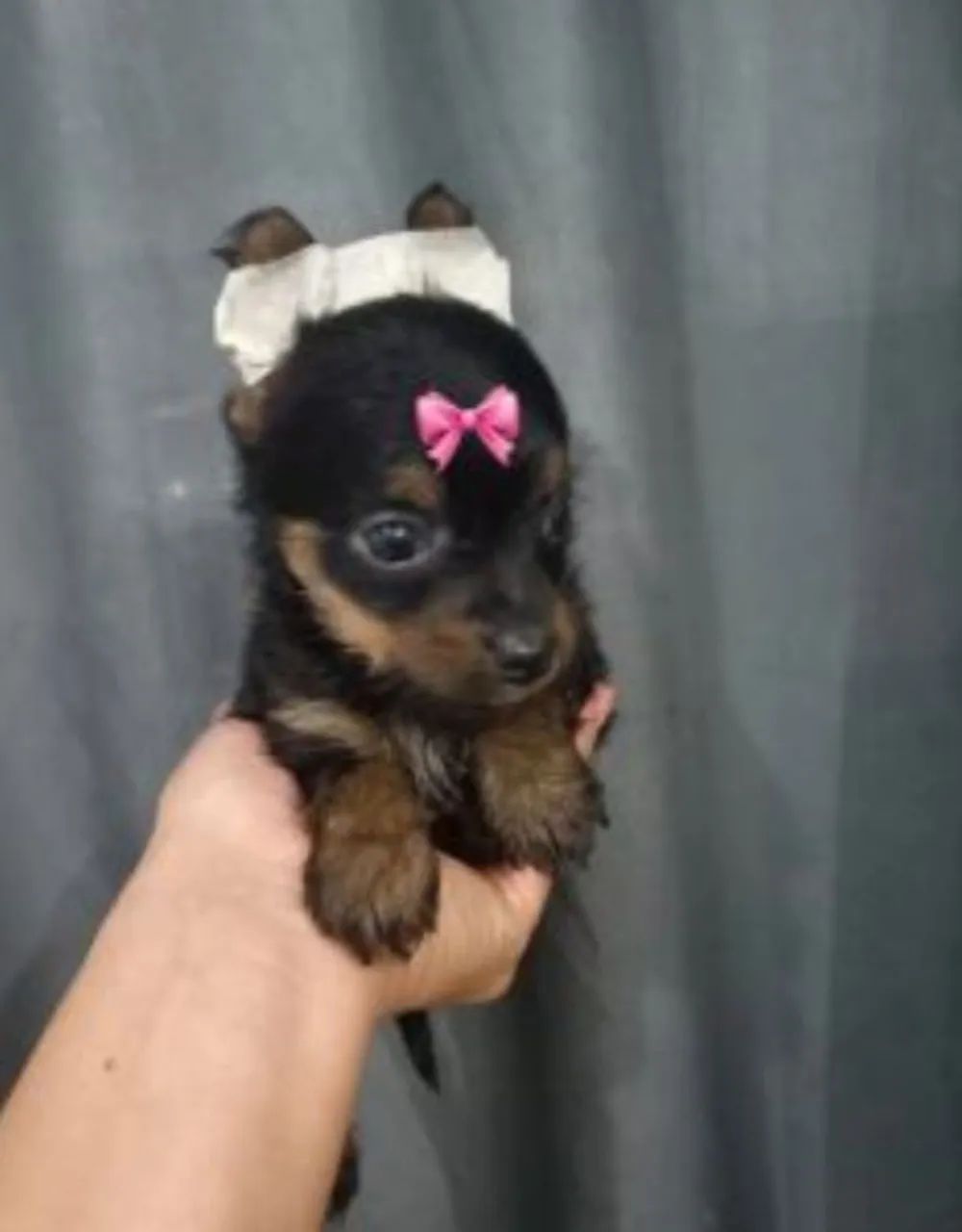Pinscher com yorkshire pronta a entrega 