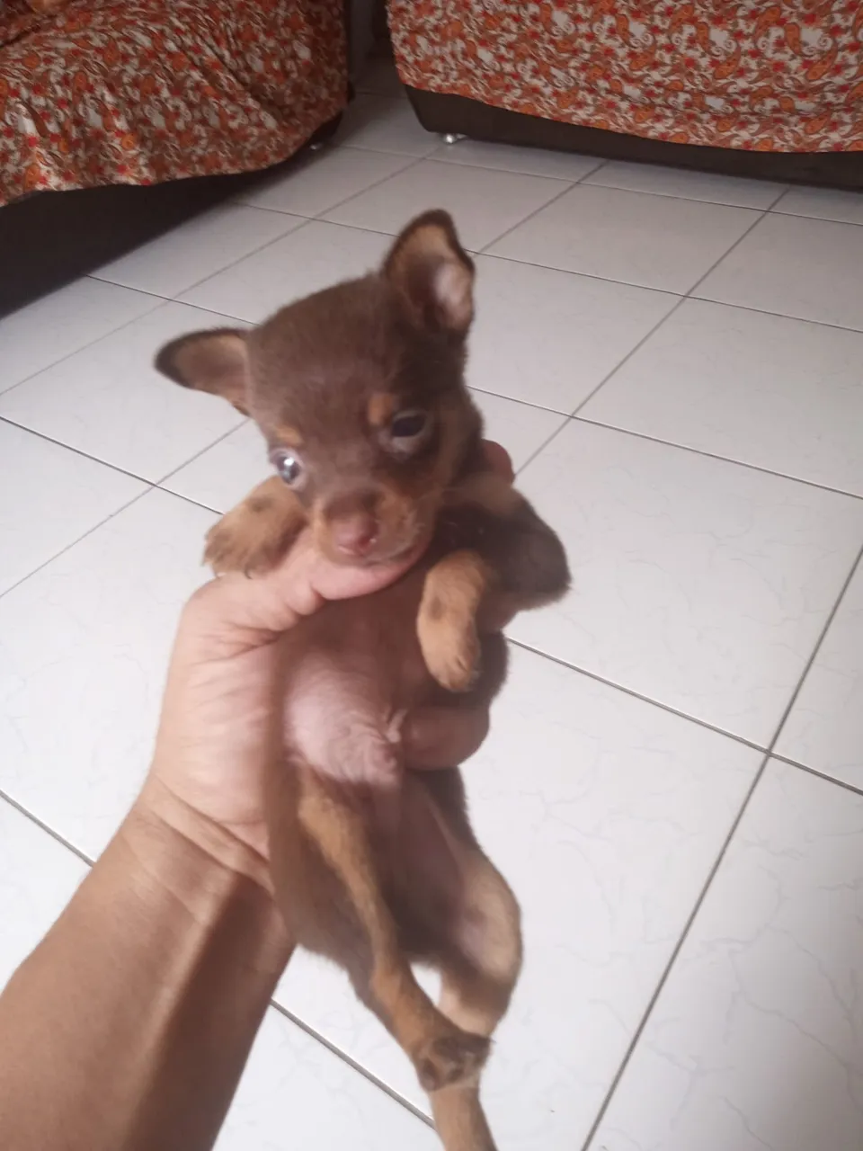 Vendo Filhote pinscher macho chocolate.