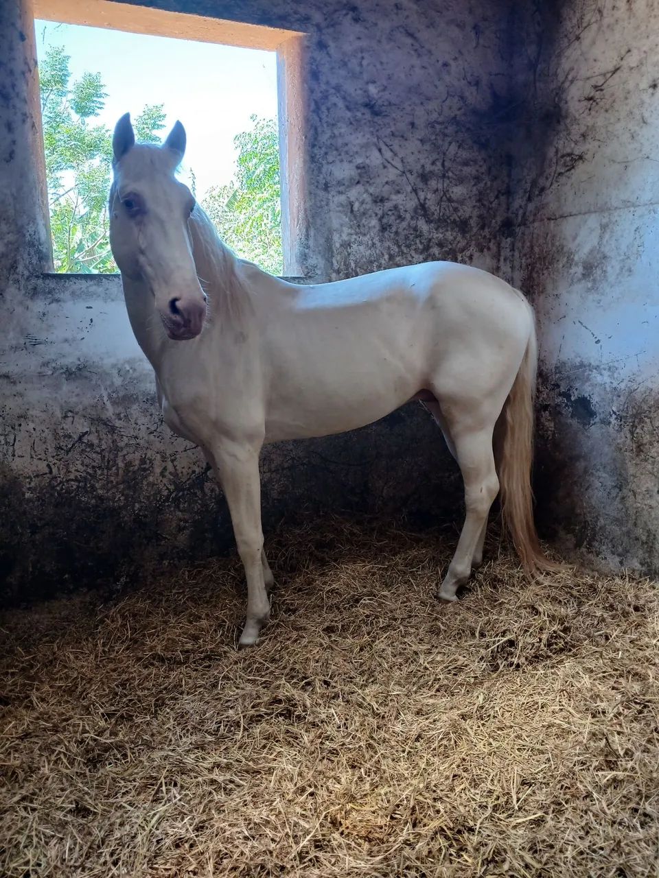 Cavalo lusitano  - Foto 2