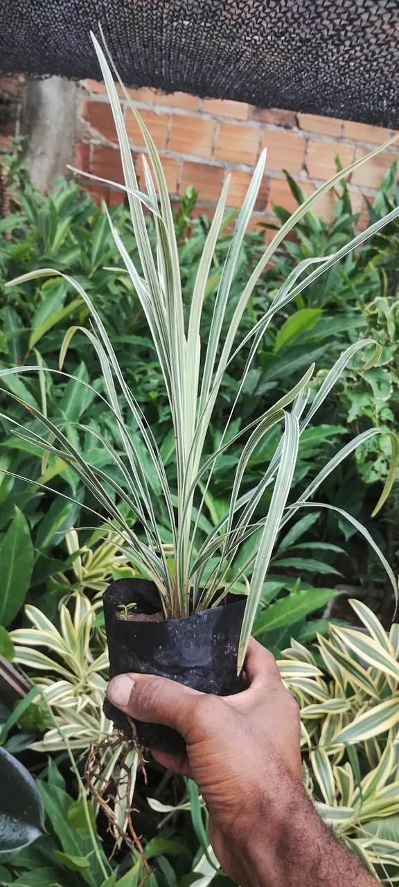 Liriope ou barba de serpente