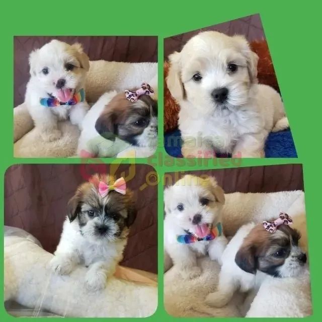 Cachorro shipoo caminha brinde zap (85)99990.2592