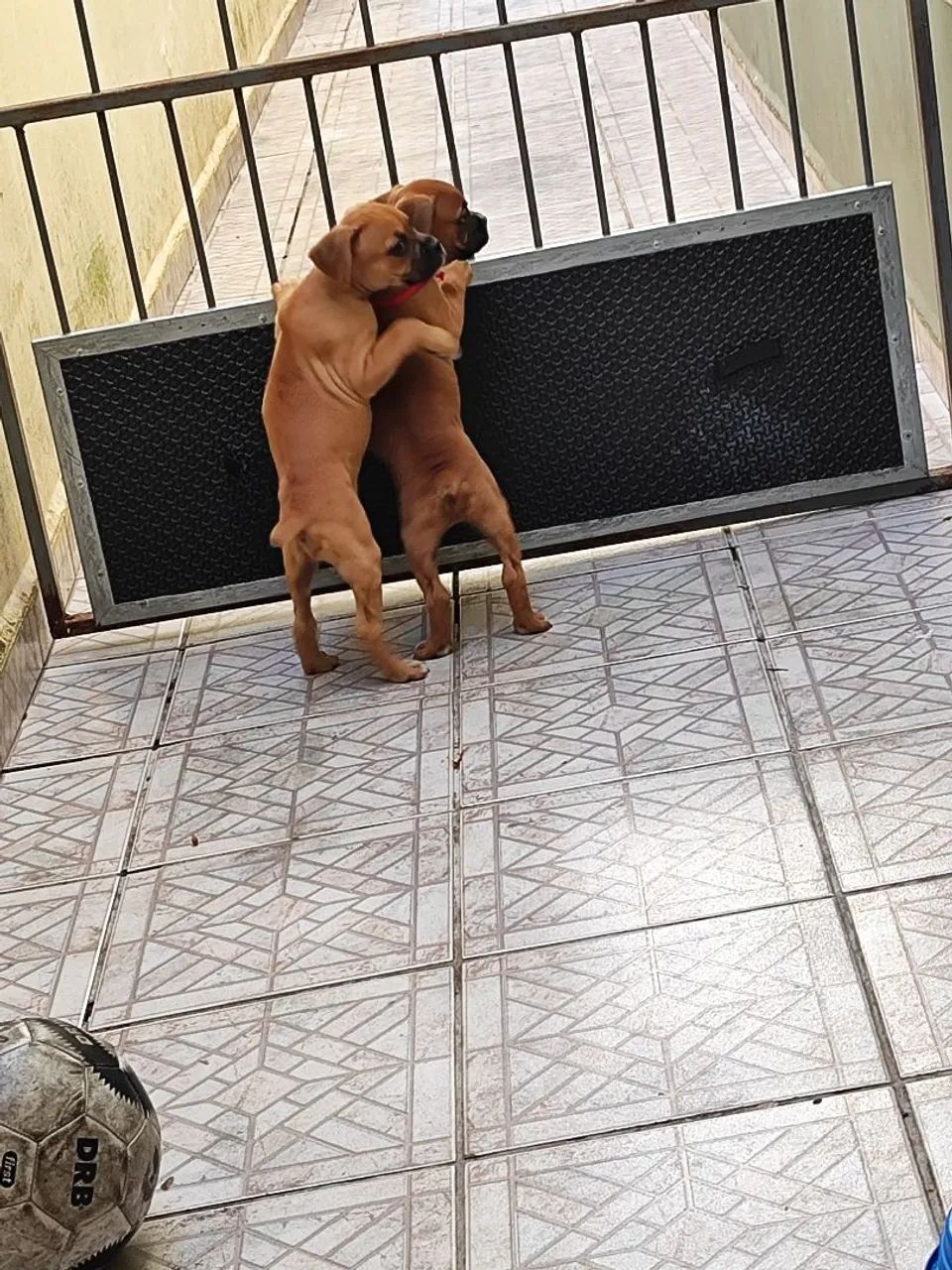 Filhotes de Boxer macho 