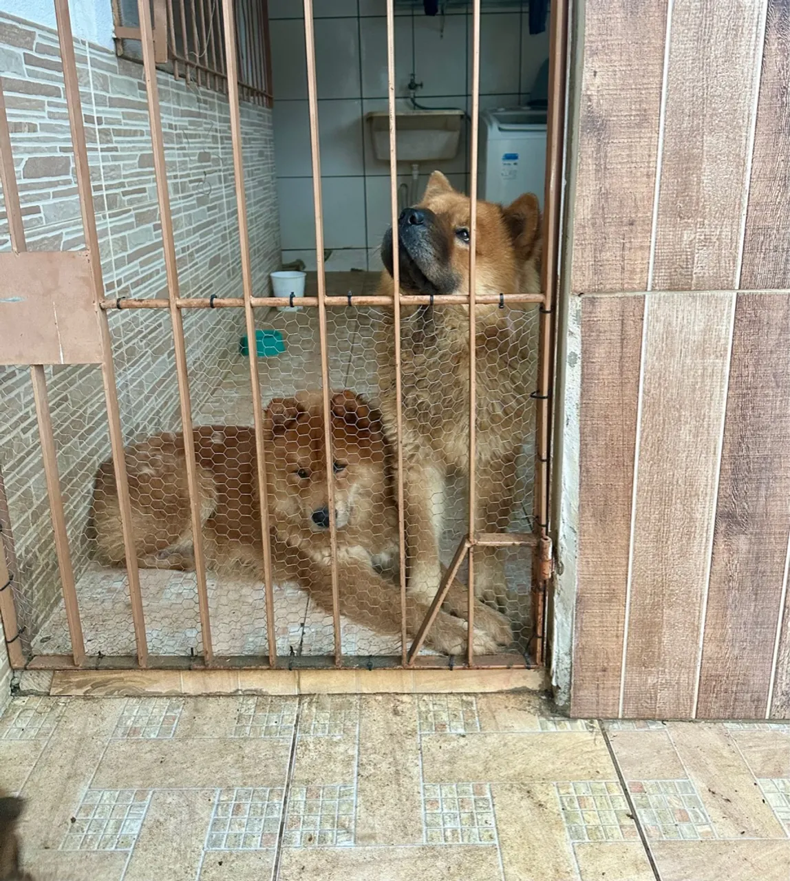 Chow Chow Filhotes