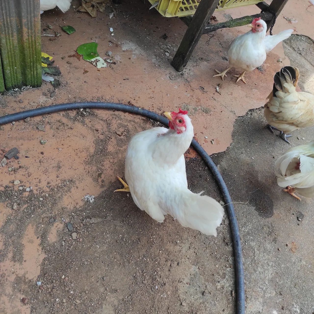 Galinha garnisé  - Foto 6