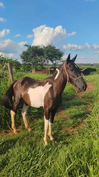 Potra manga larga  - Foto 2