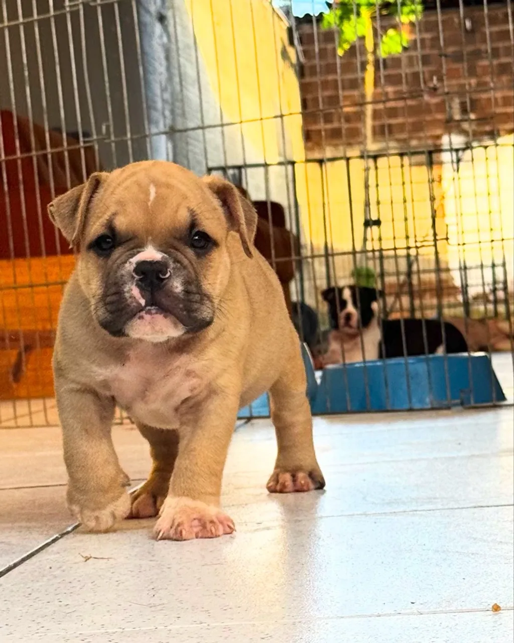 Filhotes de American Bully