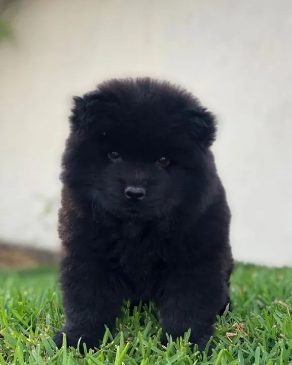 Chow Chow Filhotes Encantadores na Cor Preto - Foto 2