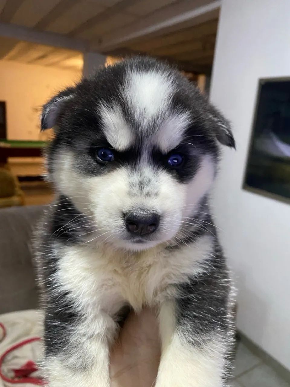 Filhote de Husky Siberiano com olhos azuis - Foto 3