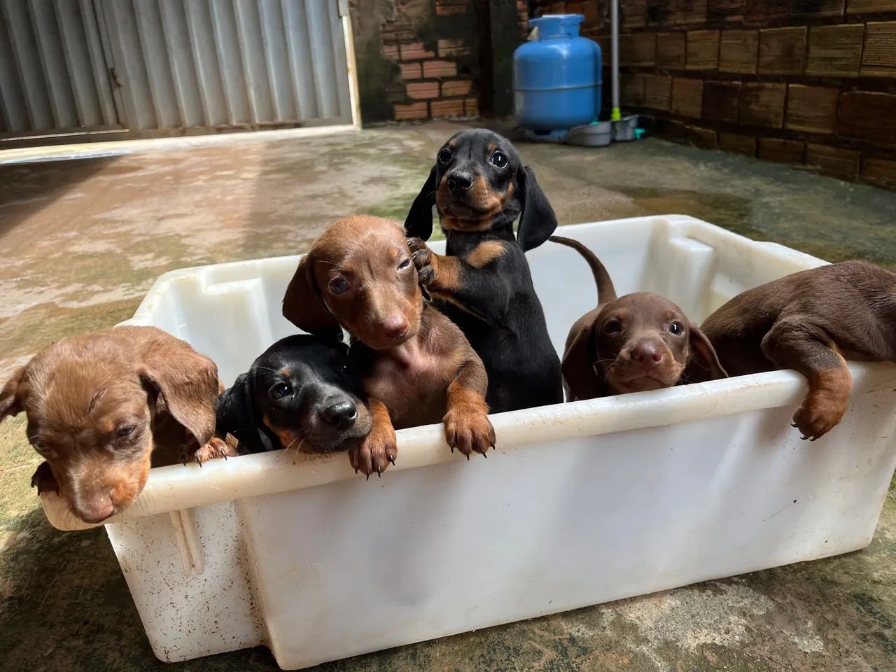 Filhotes de Dachshund - Foto 4