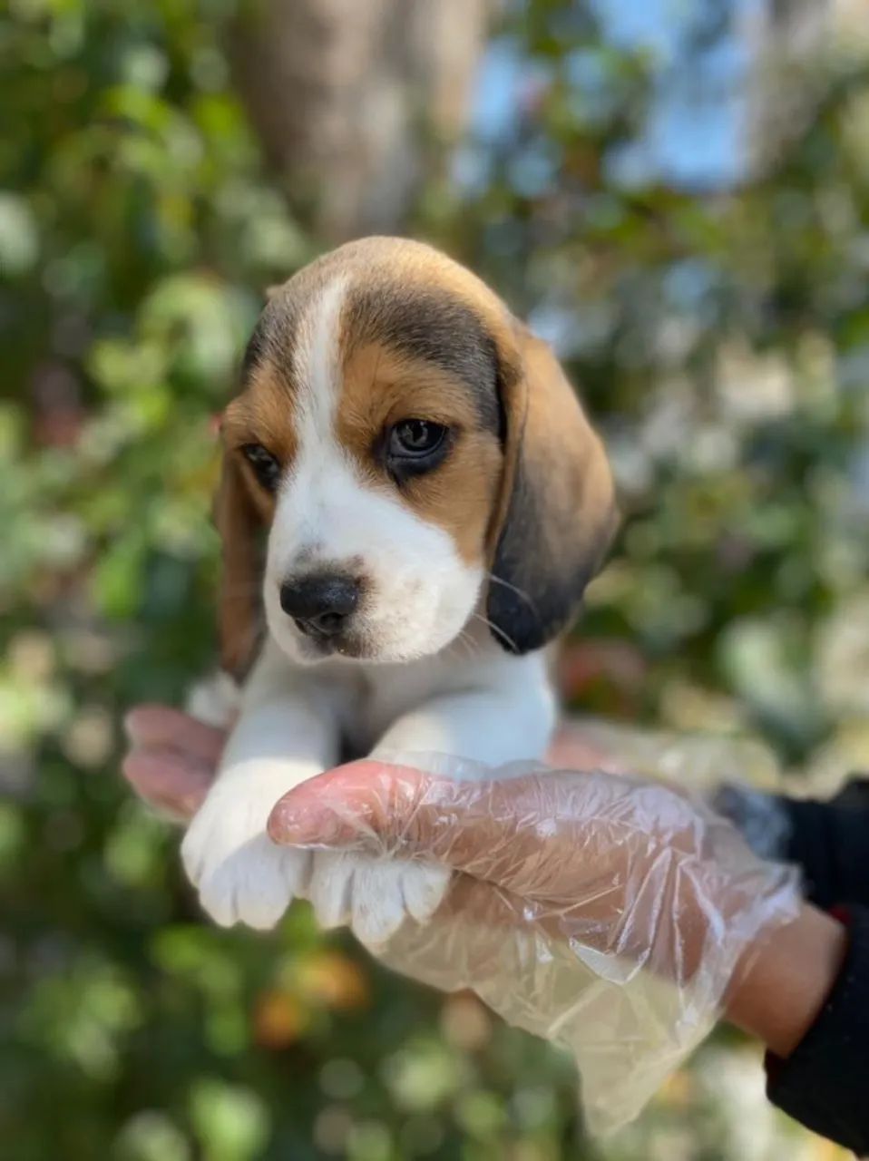 Beagle trabalhamos com mais de 20 raças.