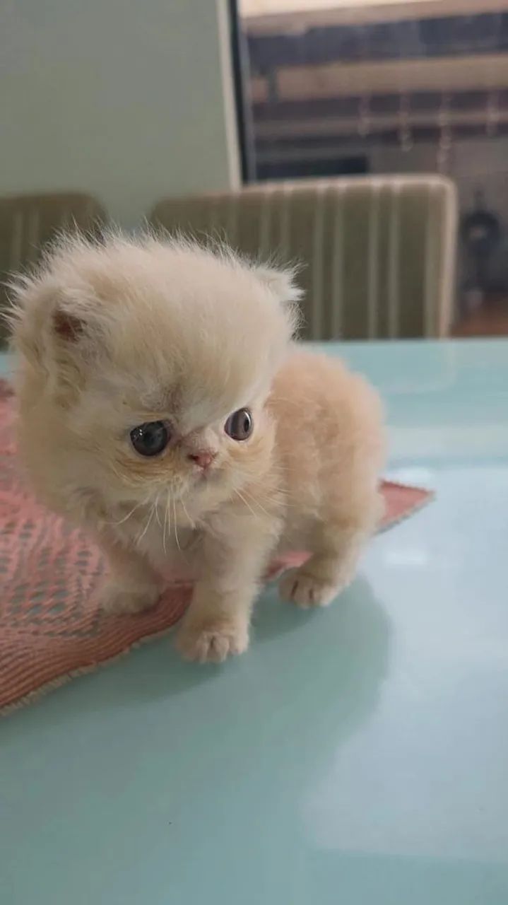 GATO PERSA - Foto 2