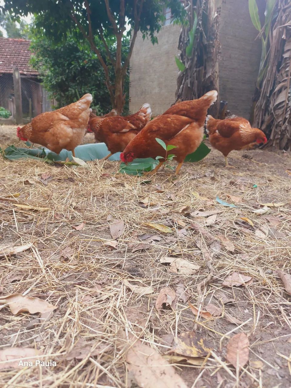 Galinhas Isa Brown 