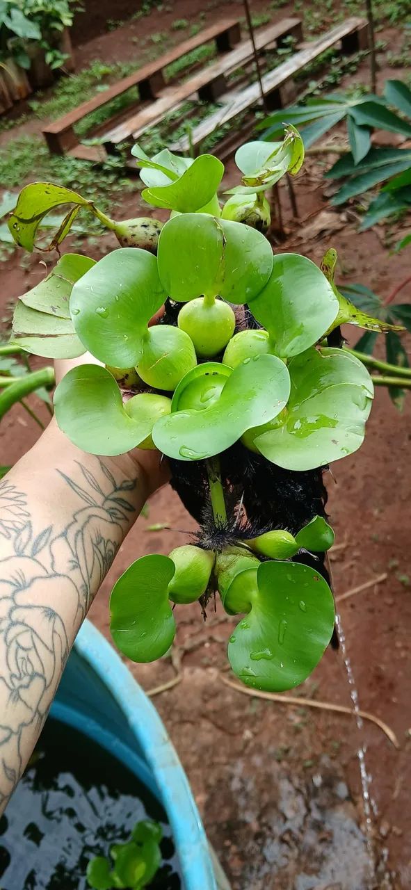 Planta aquática aguapé