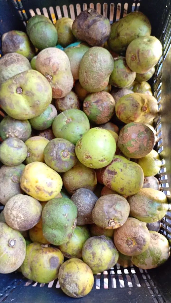Pequi  - Foto 2