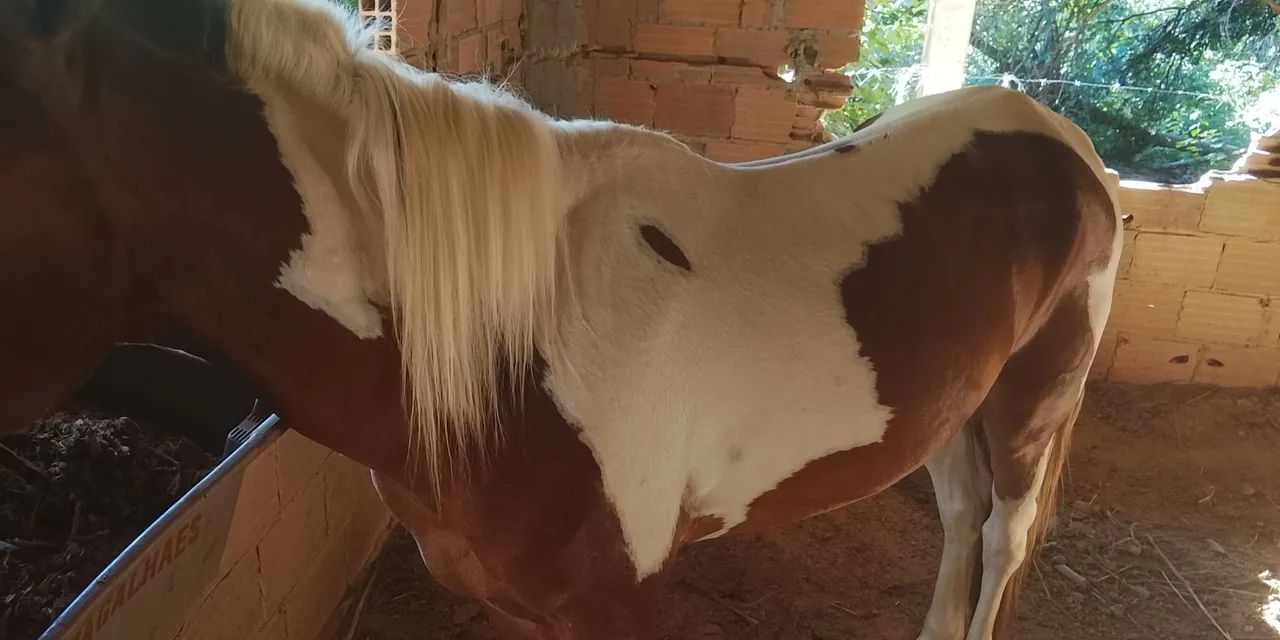 Cavalos a venda  - Foto 3