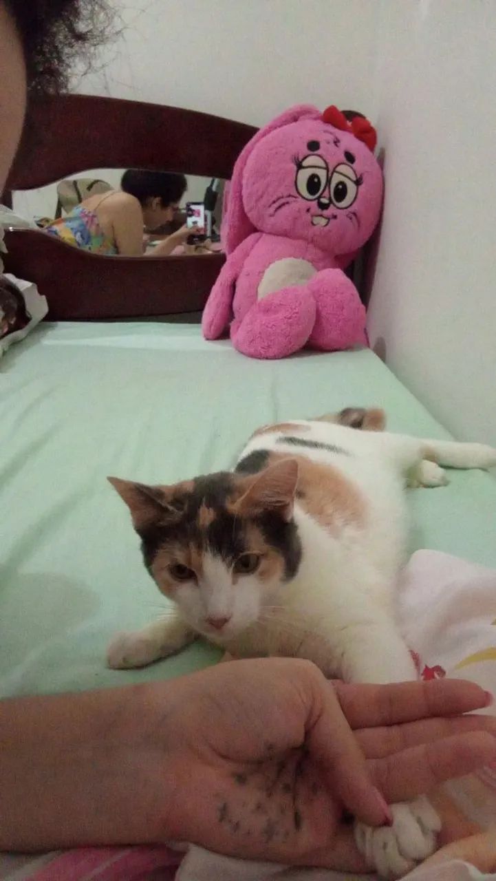 Gatinha para adoção  - Foto 4