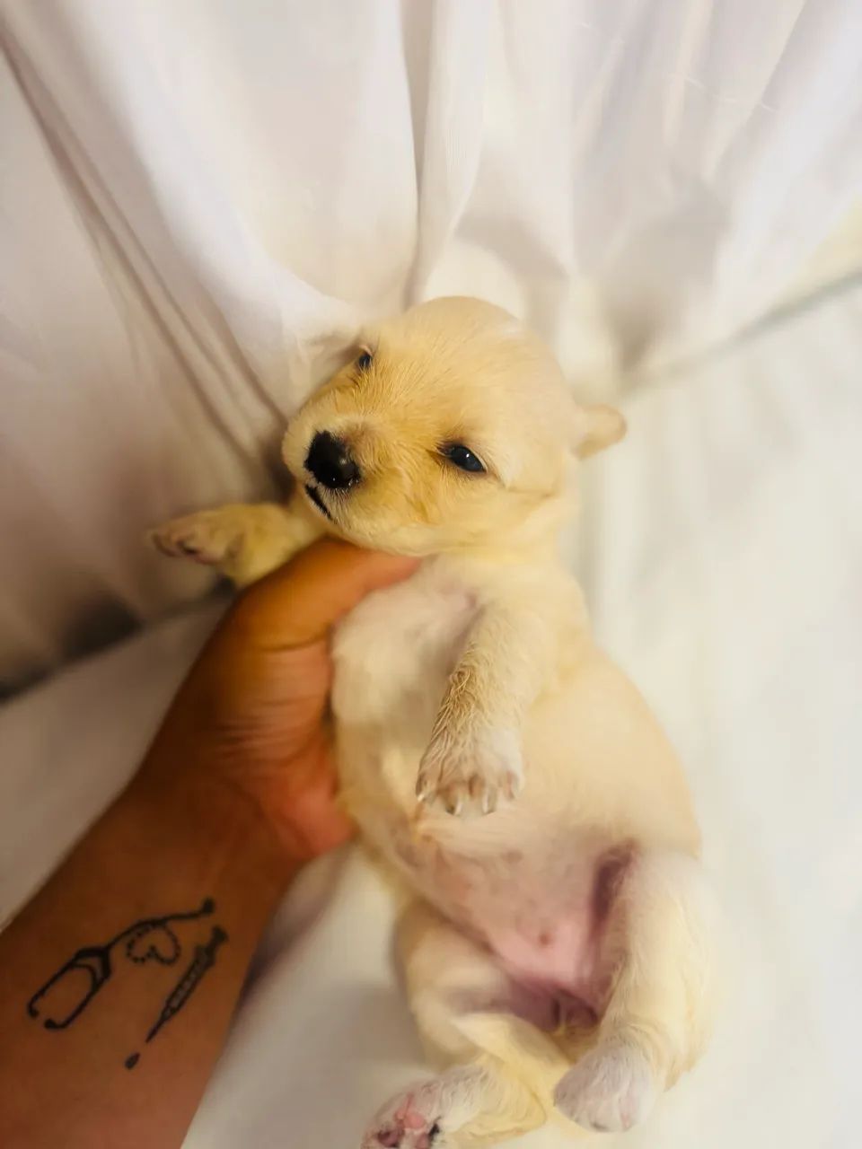 Poodles maltês  - Foto 4