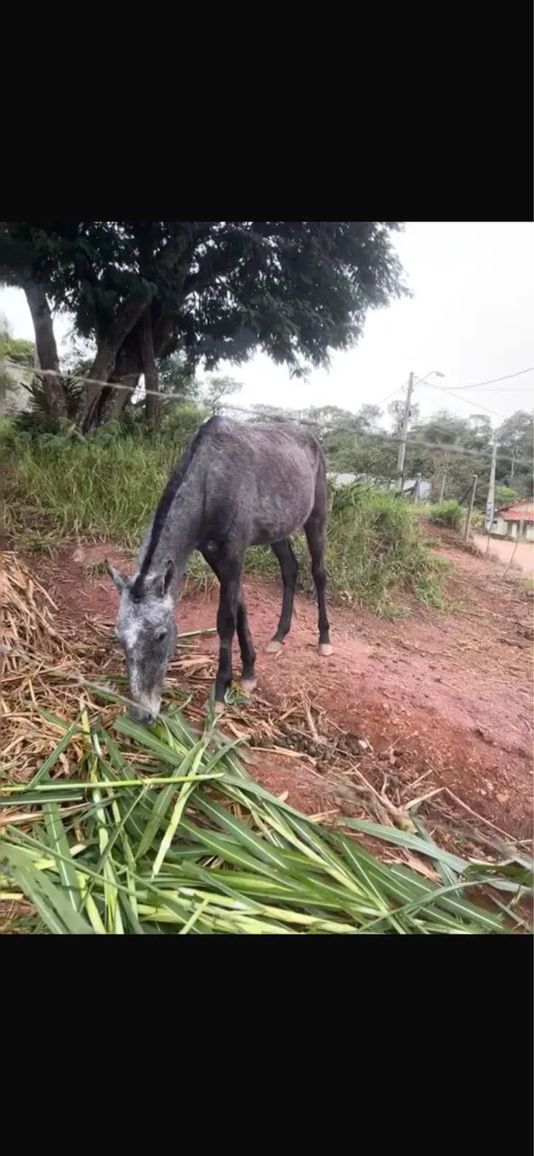 Potro Fenômeno 