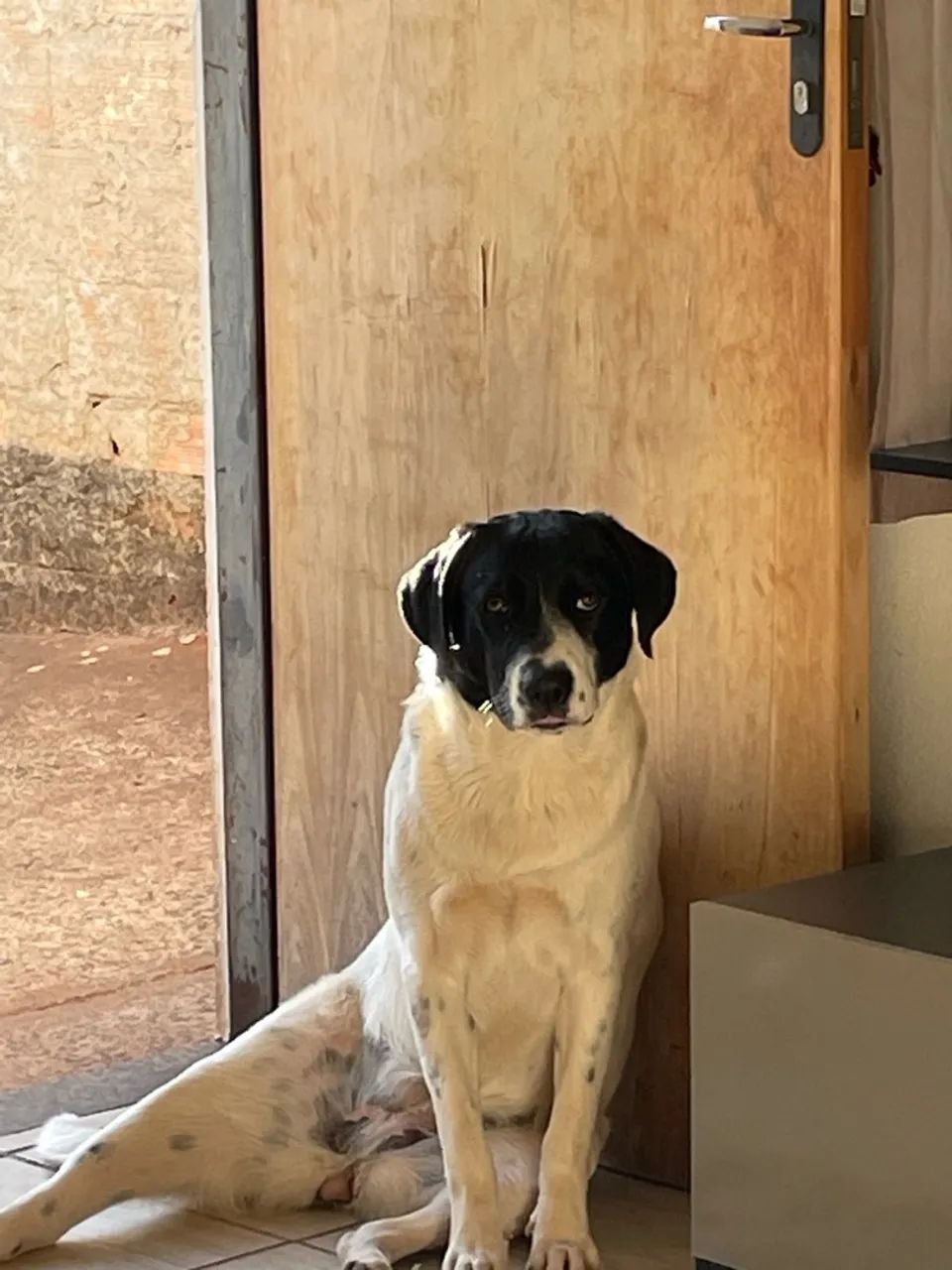 Doa-se Cachorro  - Foto 3