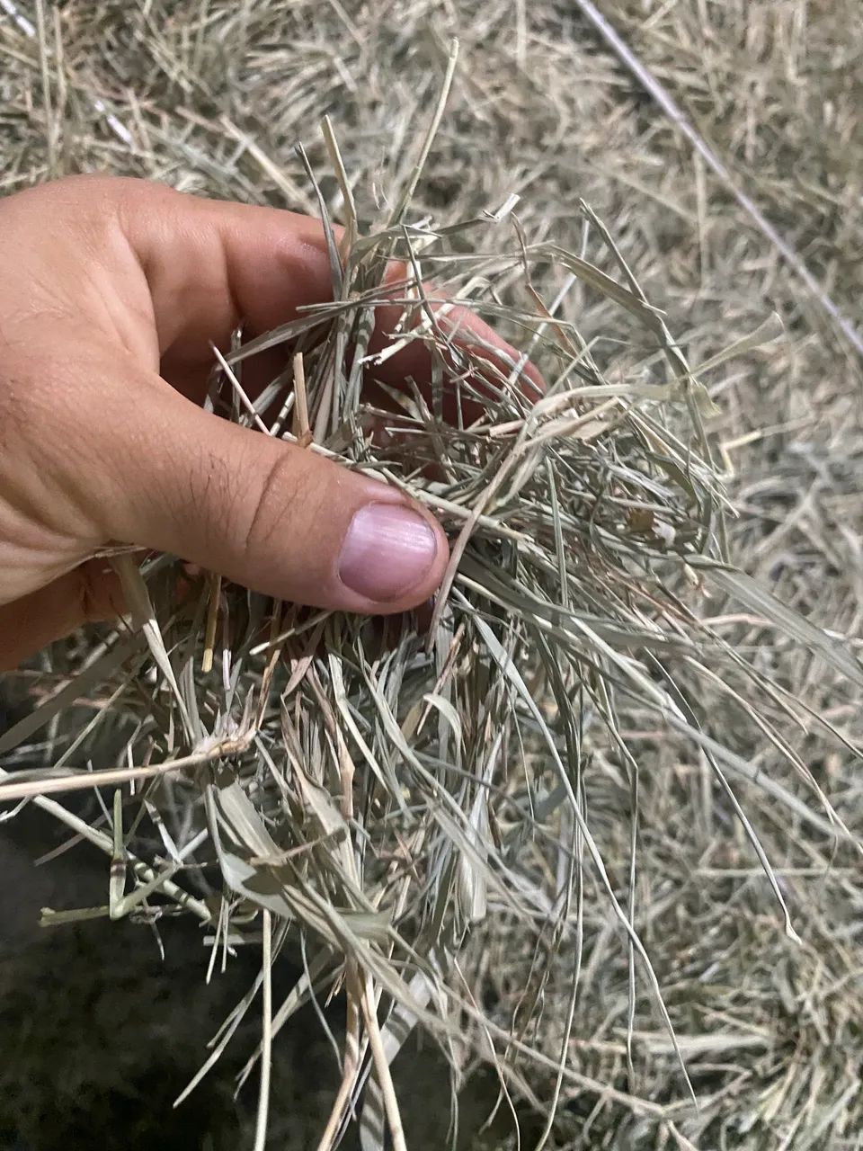 Fardão de feno tifton tipo A 29kg - Foto 3