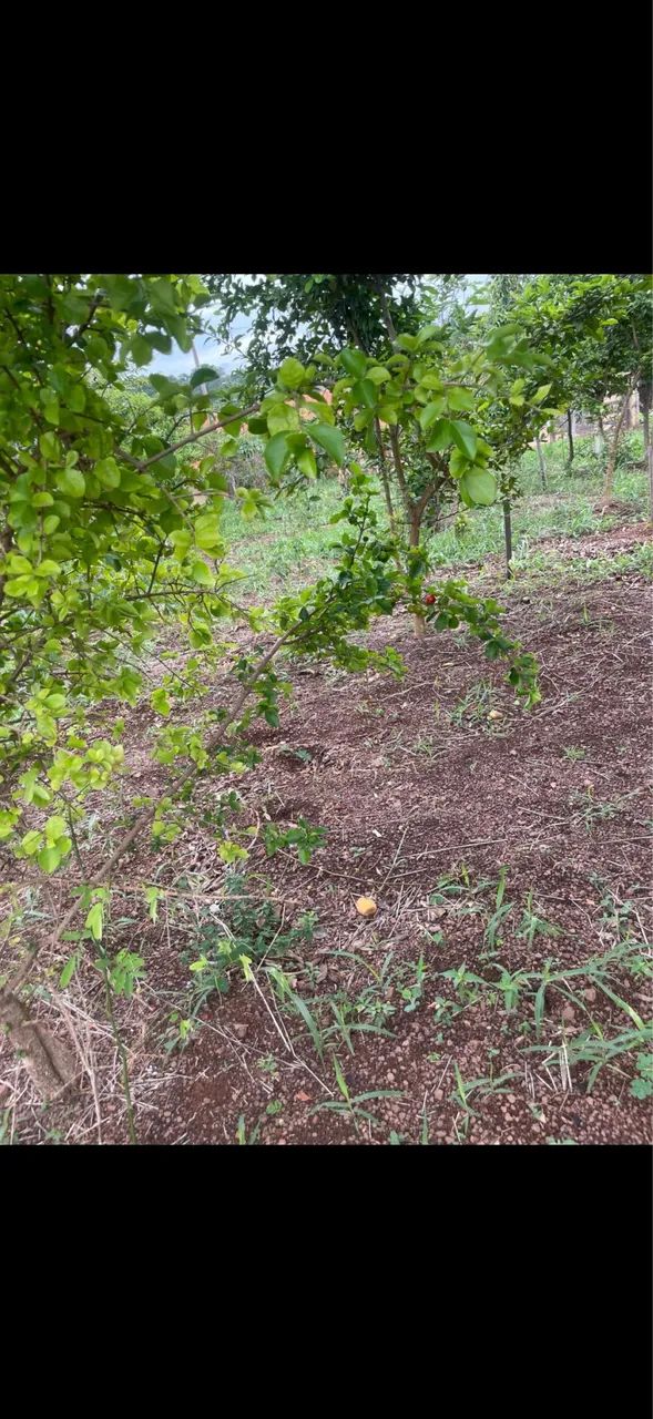 CHÁCARA BONFINÓPOLIS  - Foto 5