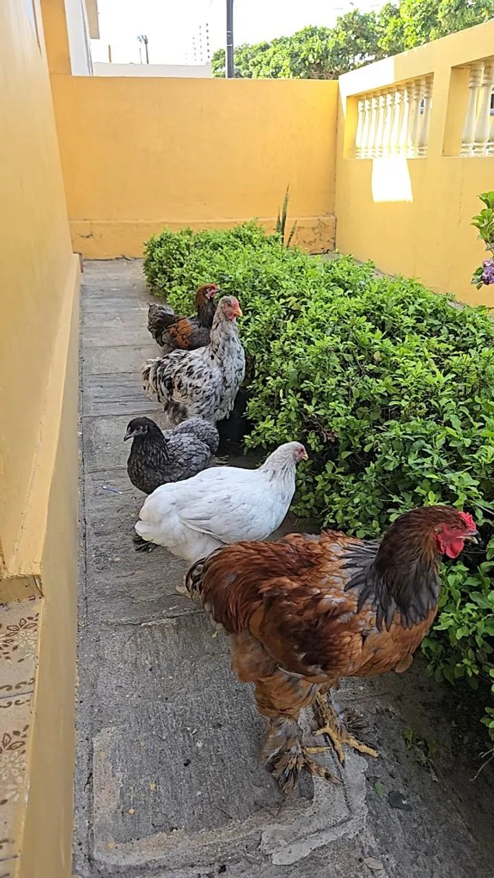 Galinhas - Foto 2
