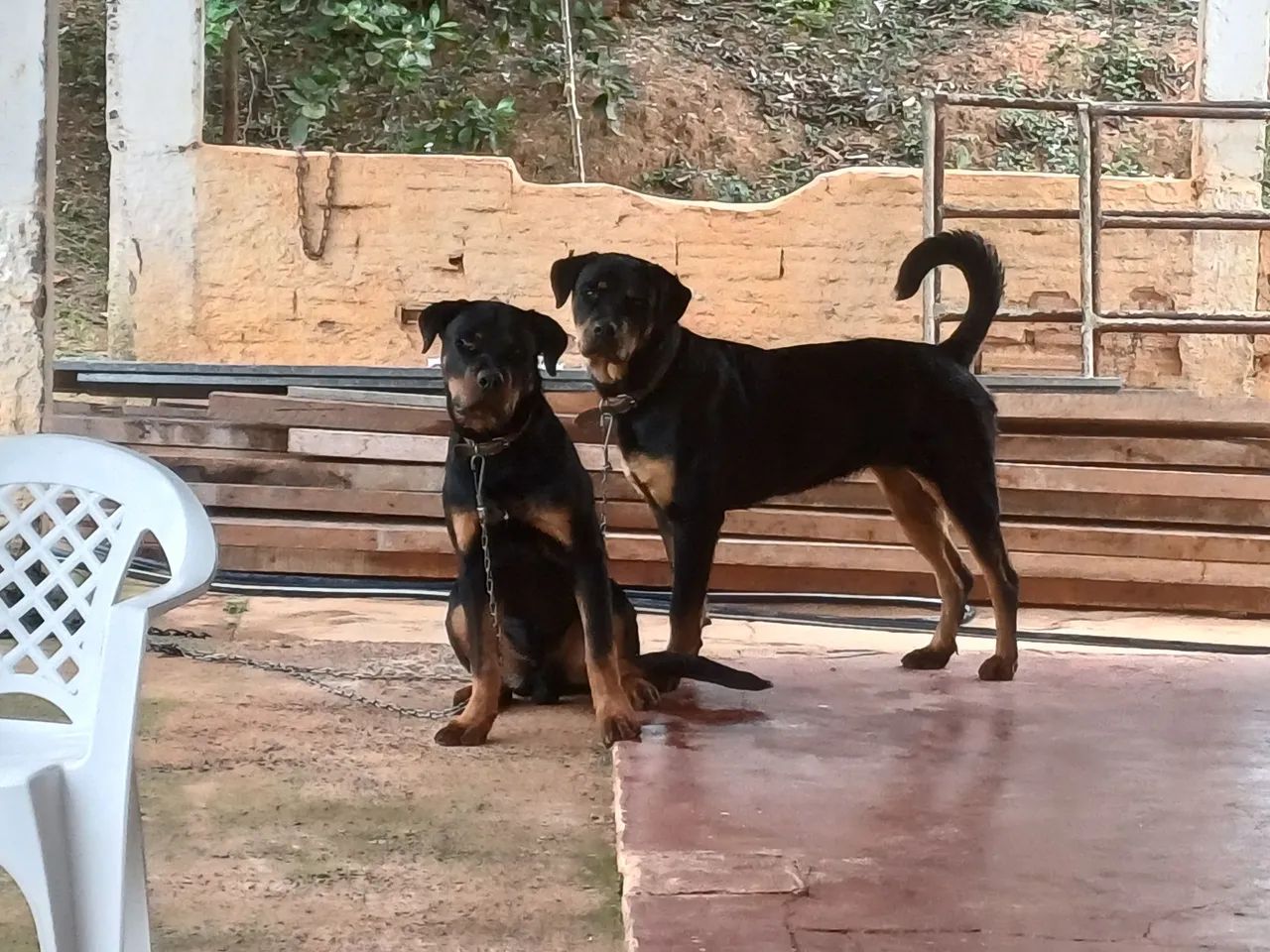 Rottweiler  - Foto 3