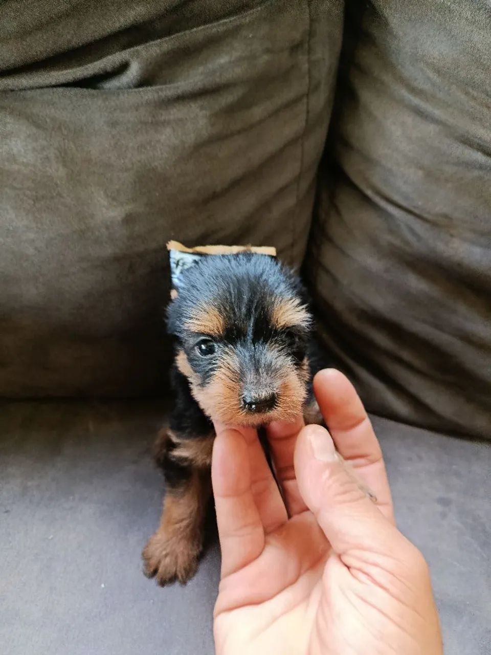 yorkshire mine - Foto 6