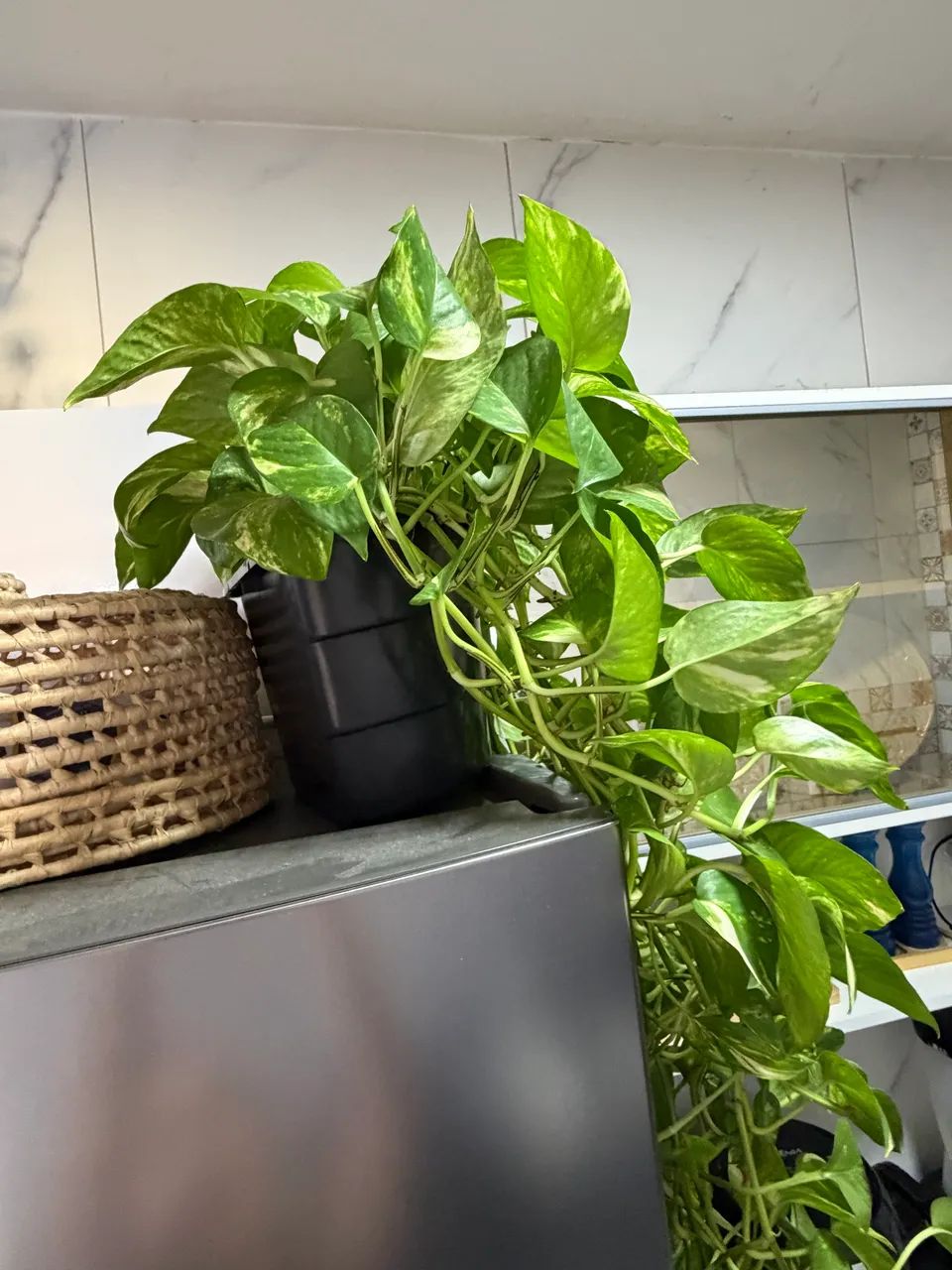 Planta jiboia  - Foto 4