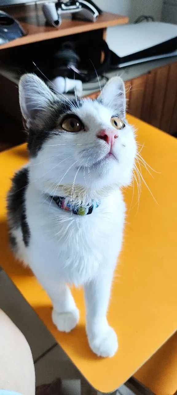 Gato para adoção  - Foto 2