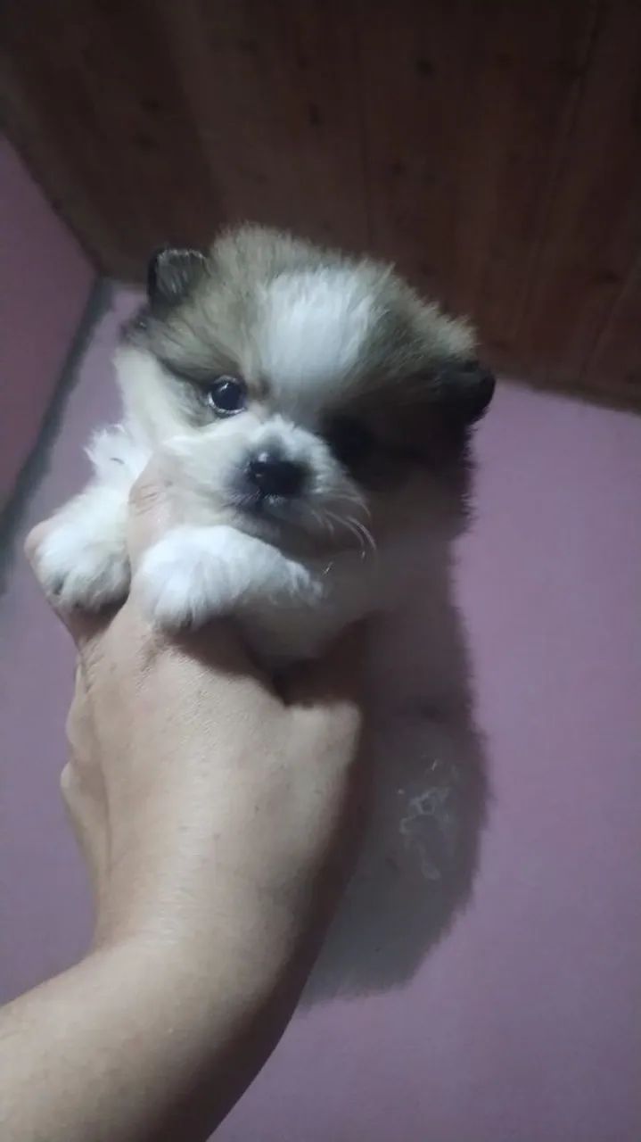 Spitz Alemão Anão  - Foto 3