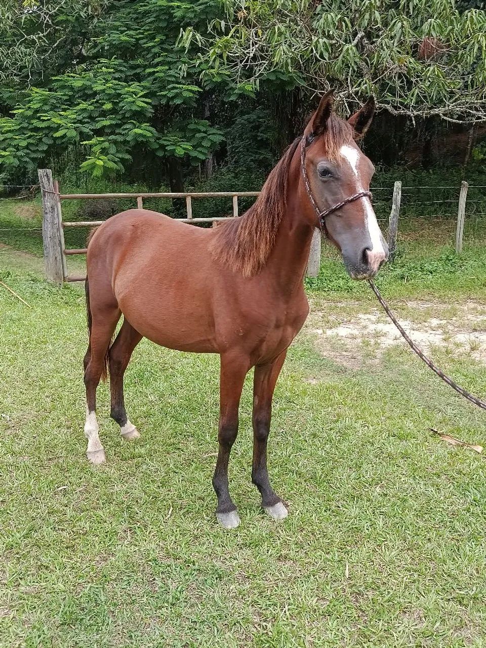 Potro macha picada 