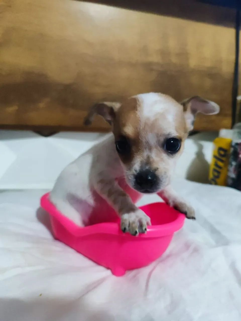 Vendo Pinscher - Foto 2
