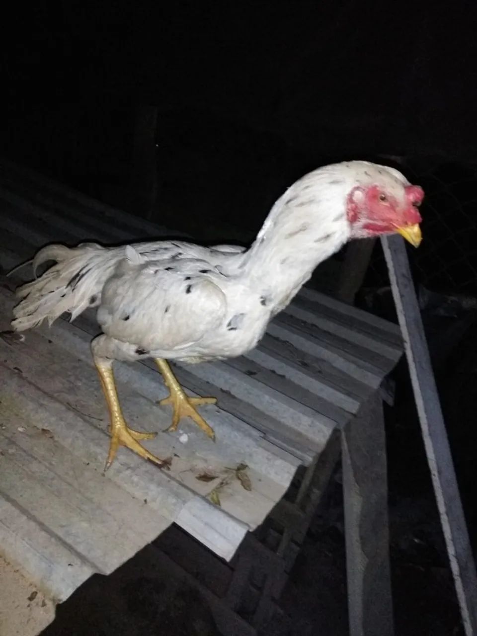 Galo Indio  - Foto 5