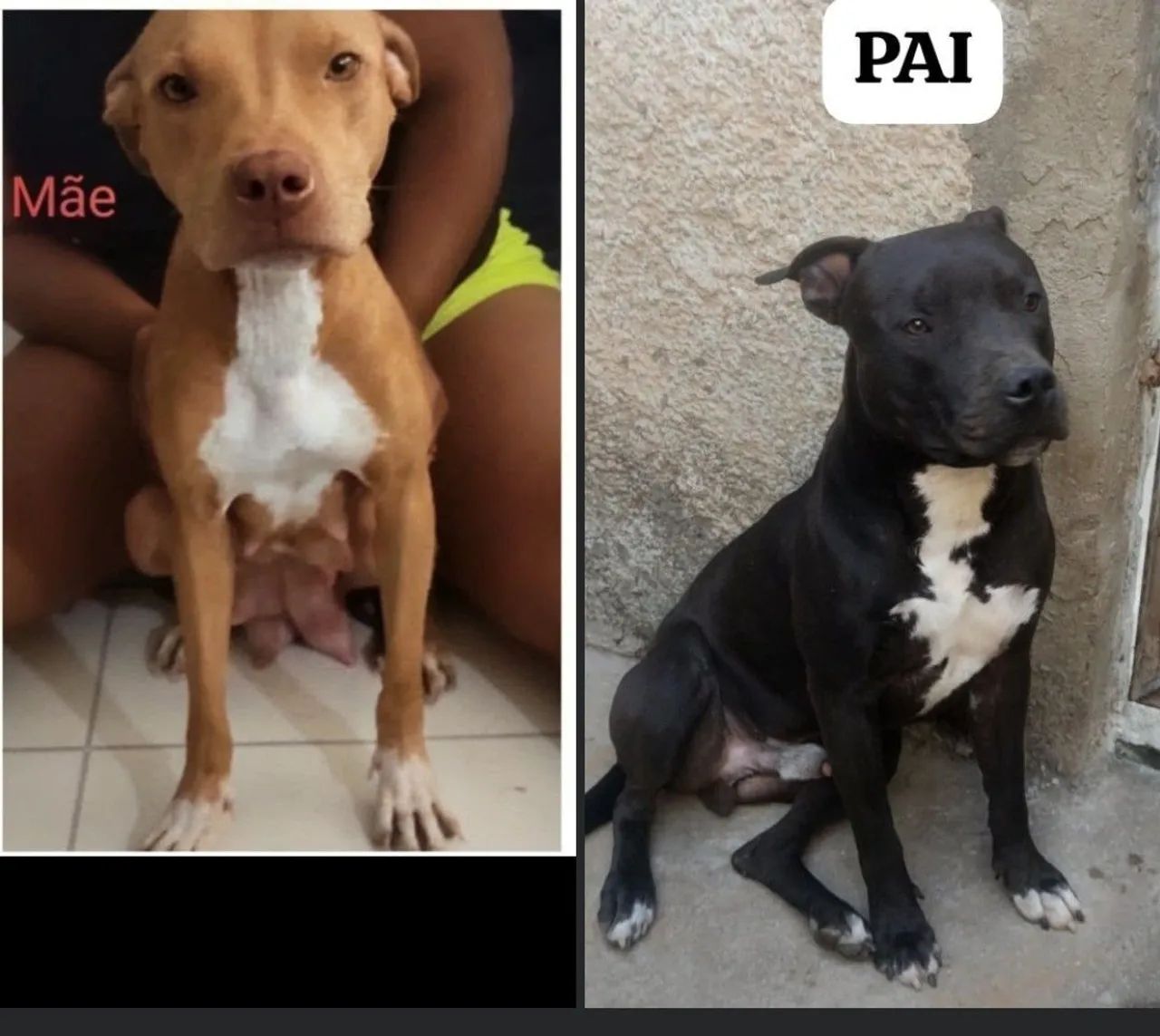 Filhote de Pitbull 