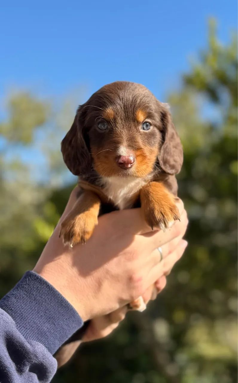 Dachshund pelo longo  - Foto 4