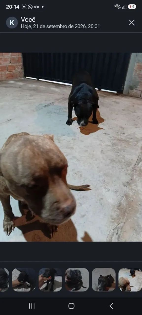 FILHOTE DE PITBULL( AMERICAN BULLY E PIT MOSNTER)  - Foto 3