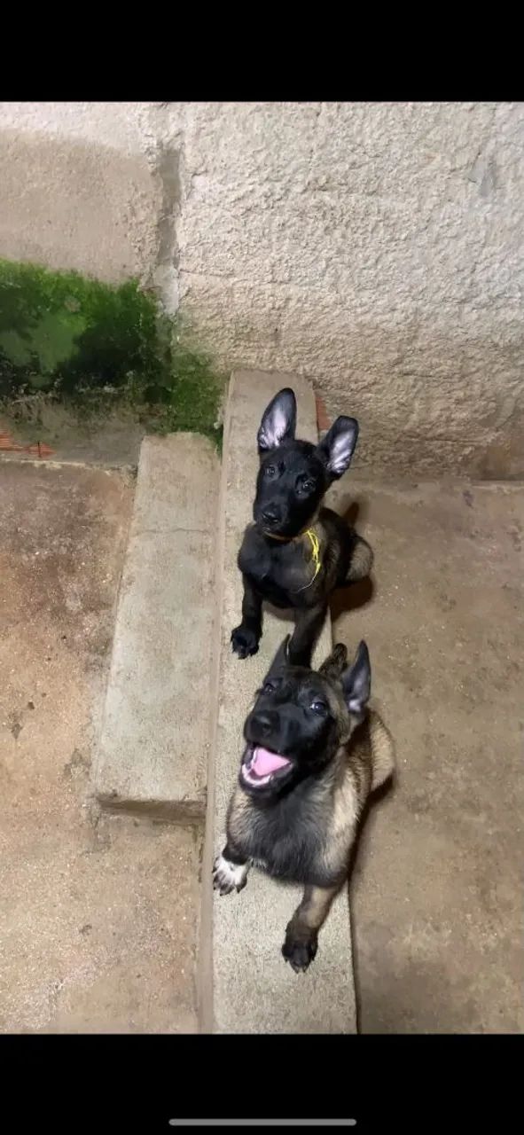 Pastor Belga Malinois  - Foto 4