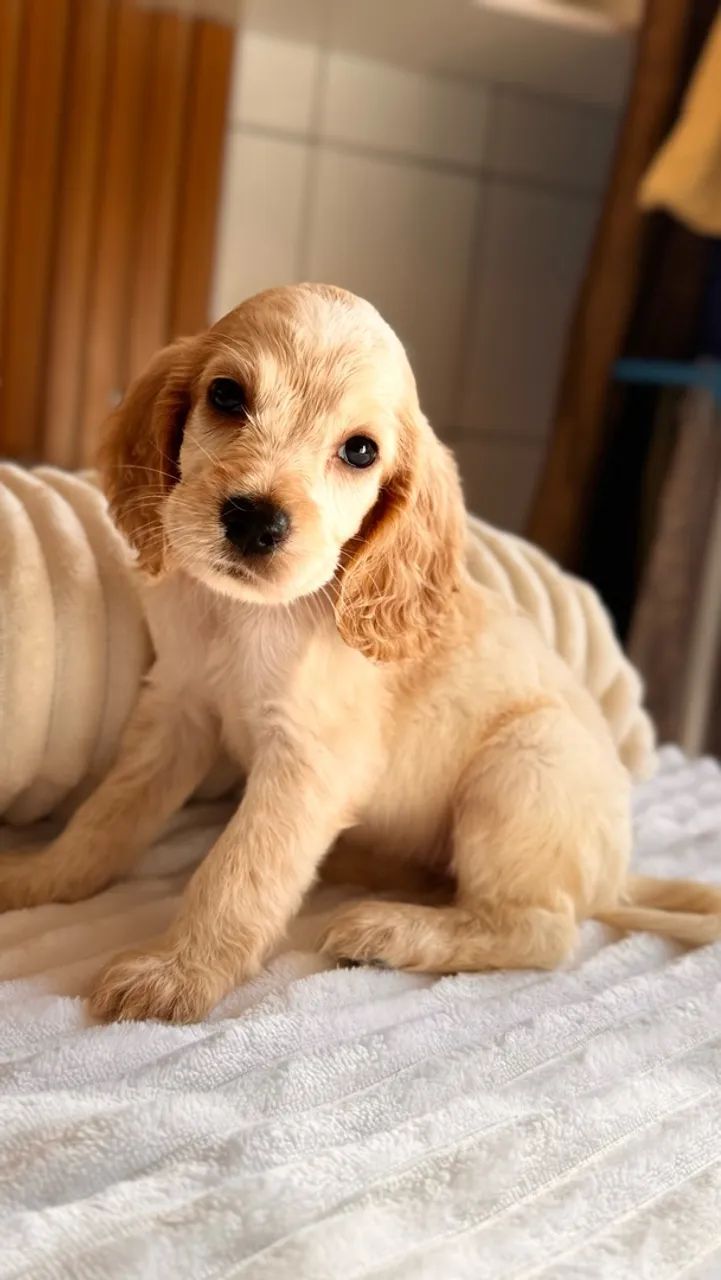 Cocker spaniel