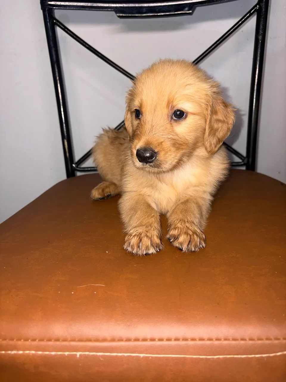 Golden Retriever  - Foto 2