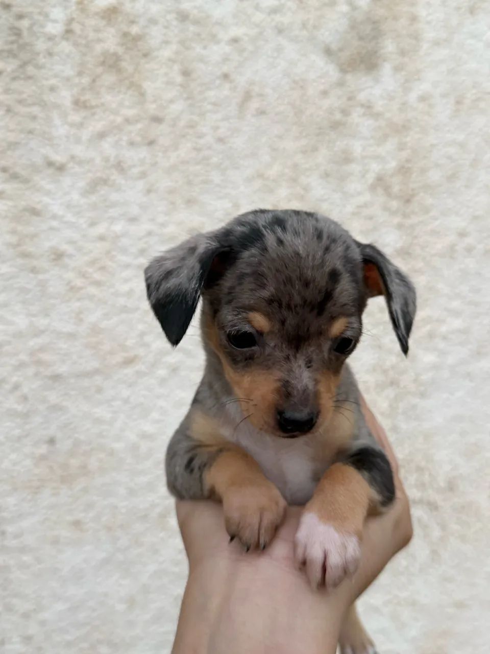 Pinscher macho merle - Foto 4