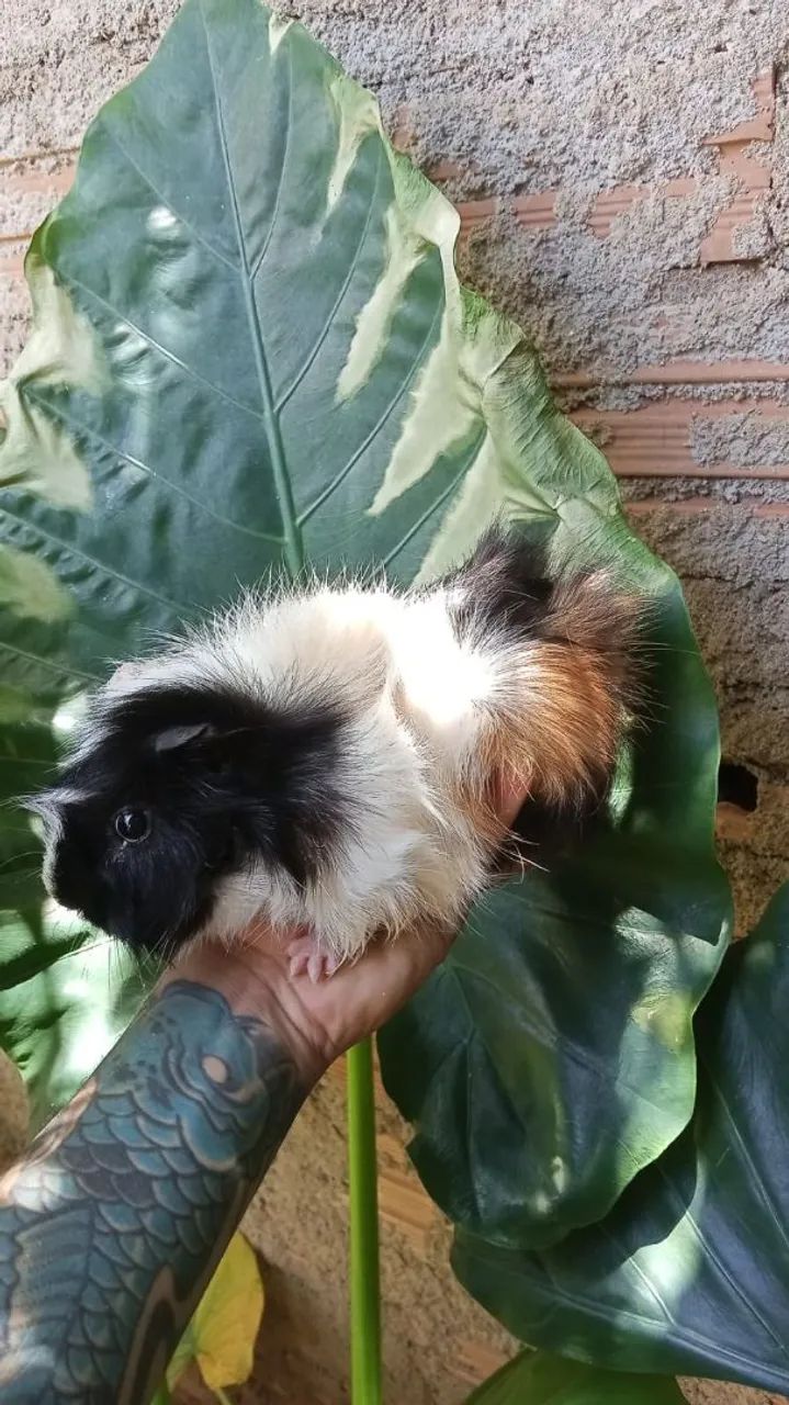 Porquinho da índia macho - Foto 2