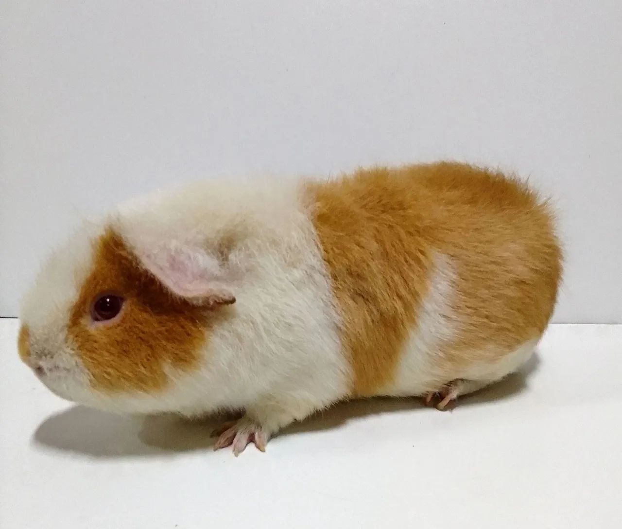 Porquinho da Índia de raça  - Foto 2