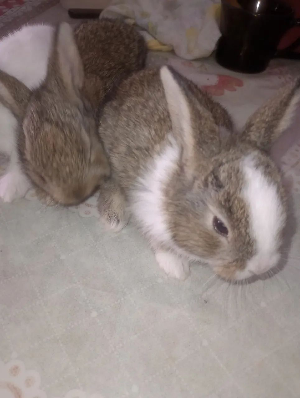 Coelhos65203908050307121