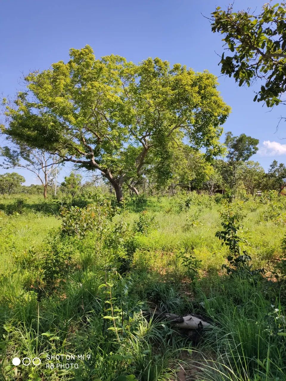 Sítio de 29,8ha só R$150 mil - Foto 4