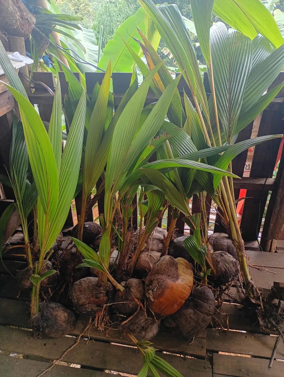 Mudas de coco amarelo  - Foto 4