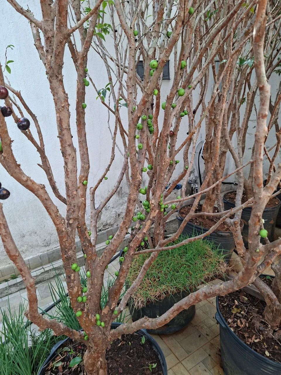 JABUTICABA HÍBRIDA - Foto 2