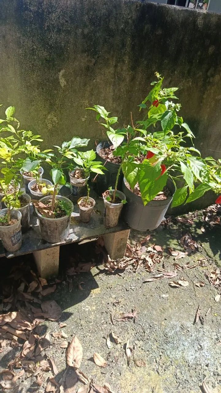 VENDO COLEÇÃO DE PIMENTAS + VASOS E SEMENTEIRAS - Foto 5