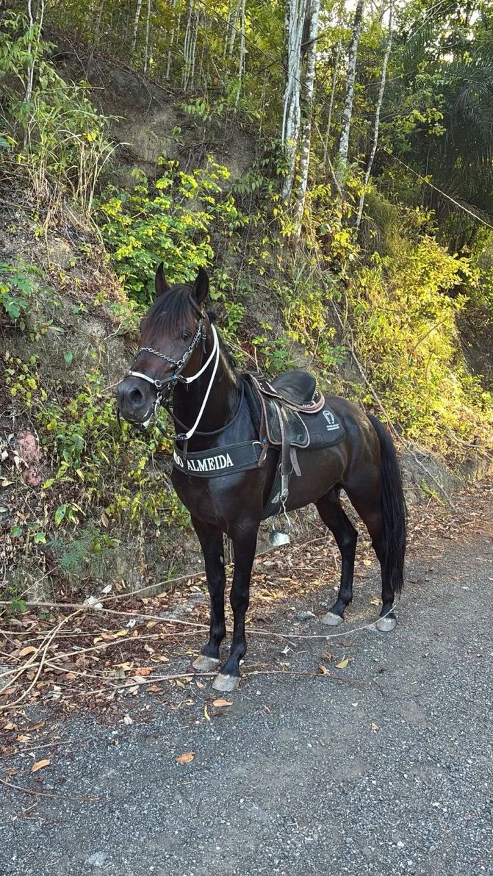 Cavalo  mangalarga 