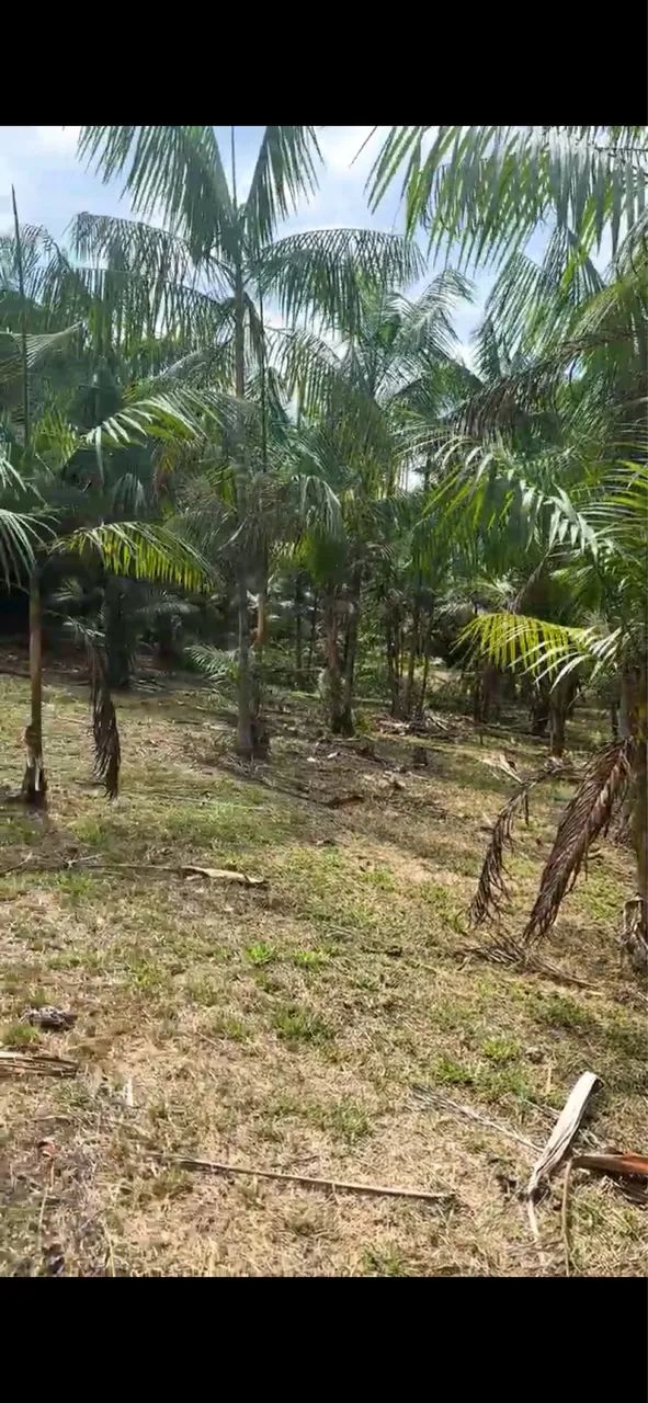 Chácara a venda  - Foto 3